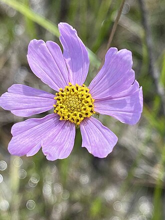 Georgia Tickseed (Coreopsis nudata)