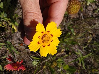 Crown Tickseed (Coreopsis nuecensis)