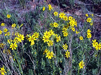 Stiff Tickseed (Coreopsis palmata)