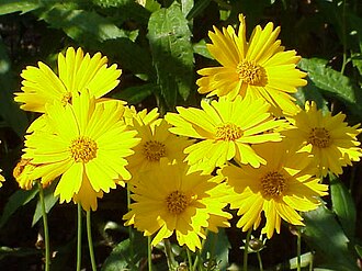 Star Tickseed (Coreopsis pubescens)