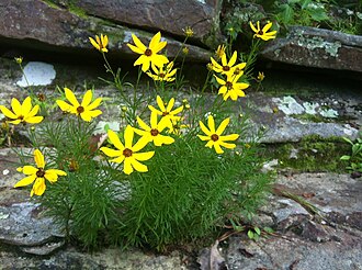 Woodland Tickseed (Coreopsis pulchra)