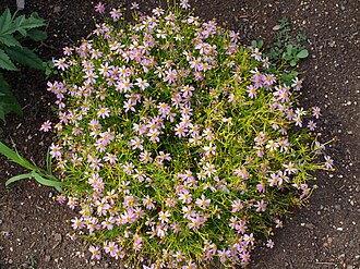 Pink Tickseed (Coreopsis rosea)