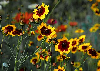Plains Coreopsis (Coreopsis tinctoria)