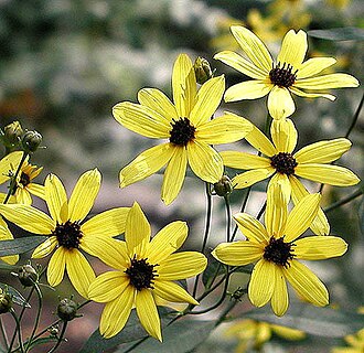 Tall Coreopsis (Coreopsis tripteris)