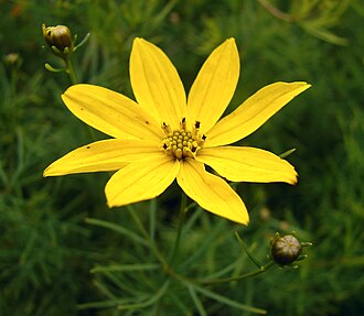 Threadleaf Tickseed (Coreopsis verticillata)
