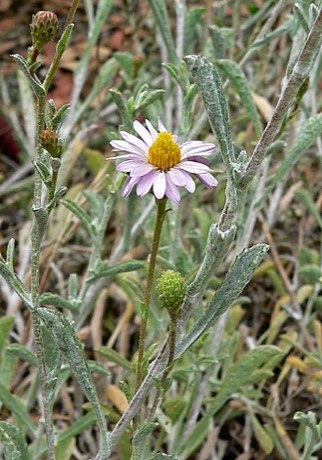 California Aster (Corethrogyne filaginifolia)