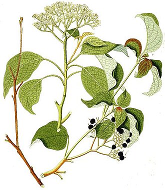 Pagoda Dogwood (Cornus alternifolia)