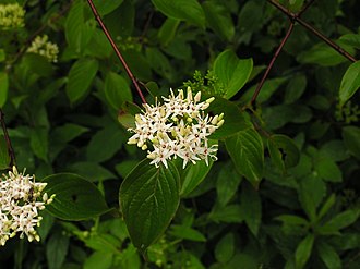 Silky Dogwood (Cornus amomum)