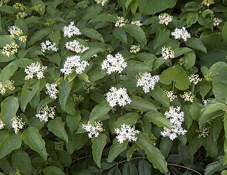 Roughleaf Dogwood (Cornus drummondii)