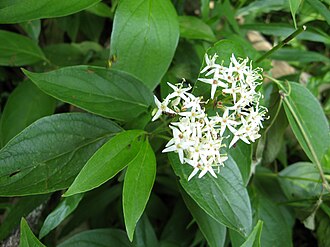 Swamp Dogwood (Cornus foemina)