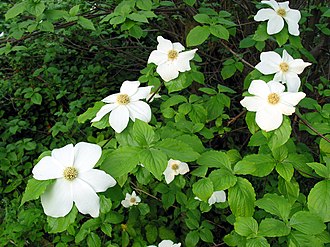Pacific Dogwood (Cornus nuttallii)