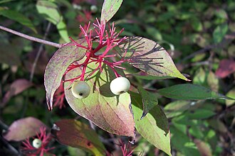 Red Osier Dogwood (Cornus sericea)