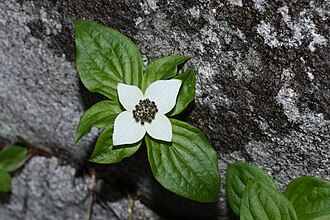 Western Bunchberry (Cornus unalaschkensis)