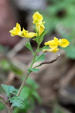 Yellow Fumewort (Corydalis flavula)