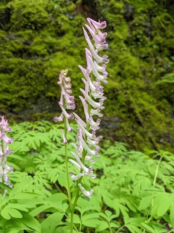Scouler's Fumewort (Corydalis scouleri)