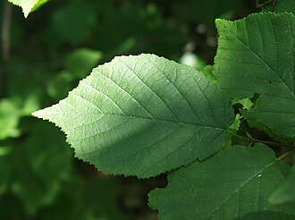 American Hazelnut (Corylus americana)