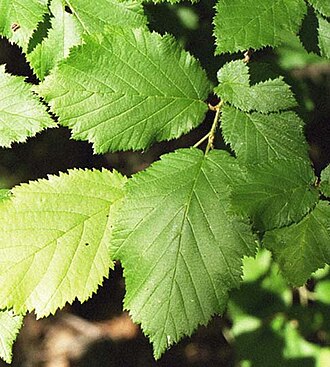 Beaked Hazelnut (Corylus cornuta)