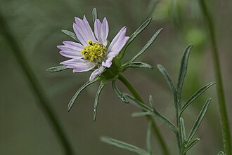 Southwestern Cosmos (Cosmos parviflorus)