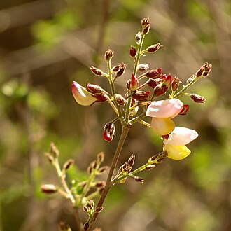 Rosary Babybonnets (Coursetia glandulosa)