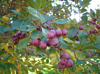 Cockspur Hawthorn (Crataegus crus-galli)