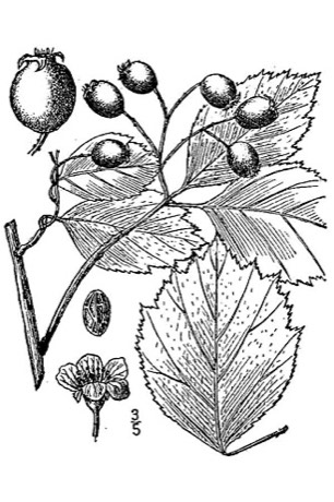 Black Hawthorn (Crataegus douglasii)