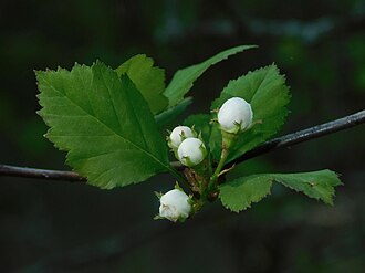 Yellow Hawthorn (Crataegus flava)
