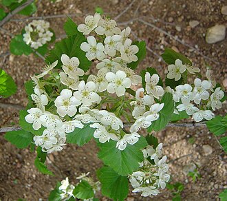 Downy Hawthorn (Crataegus mollis)