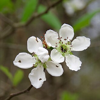 Mayhaw (Crataegus opaca)