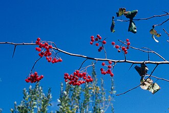 Washington Hawthorn (Crataegus phaenopyrum)