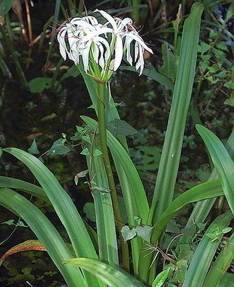 Swamp Lily (Crinum americanum)