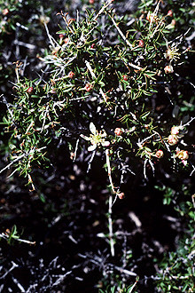 Ragged Rockflower (Crossosoma bigelovii)