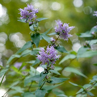 Common Dittany (Cunila origanoides)