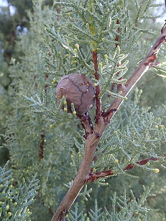 Arizona Cypress (Cupressus arizonica)