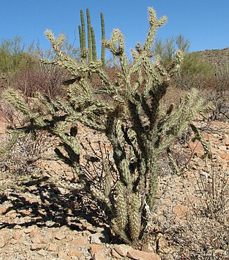 Buckhorn Cholla (Cylindropuntia acanthocarpa)