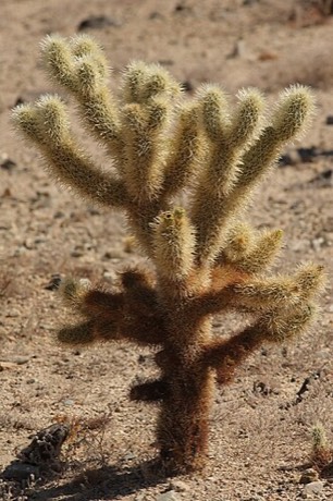 Teddybear Cholla (Cylindropuntia bigelovii)