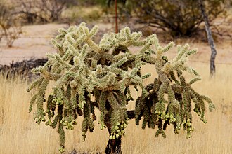 Jumping Cholla (Cylindropuntia fulgida)