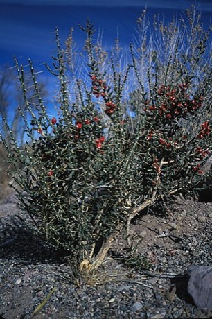 Desert Christmas Cactus (Cylindropuntia leptocaulis)