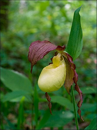 Kentucky Lady's Slipper (Cypripedium kentuckiense)