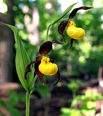Yellow Lady's Slipper (Cypripedium parviflorum)