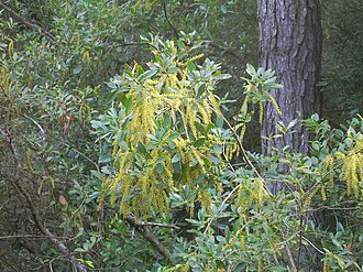 Swamp Titi (Cyrilla racemiflora)