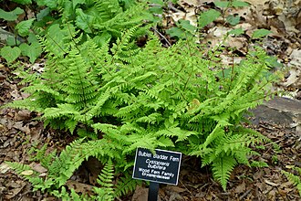 Bulblet Fern (Cystopteris bulbifera)