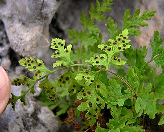 Fragile Fern (Cystopteris fragilis)