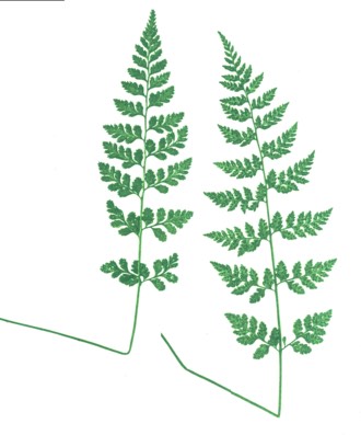 Lowland Fragile Fern (Cystopteris protrusa)
