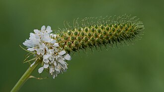 White Prairie Clover (Dalea candida)
