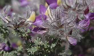 Feather Dalea (Dalea formosa)
