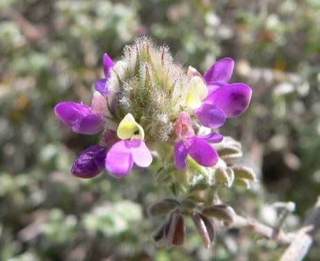 Trailing Indigo Bush (Dalea greggii)