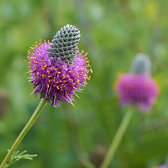 Purple Prairie Clover (Dalea purpurea)