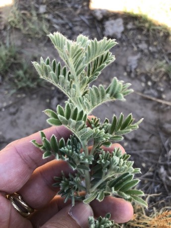 Silky Prairie Clover (Dalea villosa)