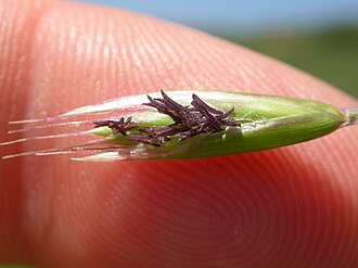 California Oatgrass (Danthonia californica)