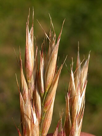 Timber Oatgrass (Danthonia intermedia)